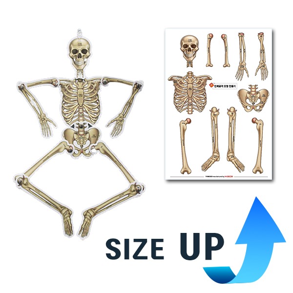 인체 골격 모형 만들기 뼈모형.인체구조(10인)