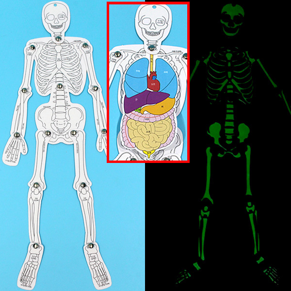야광 인체골격과 장기모형 (10인용)