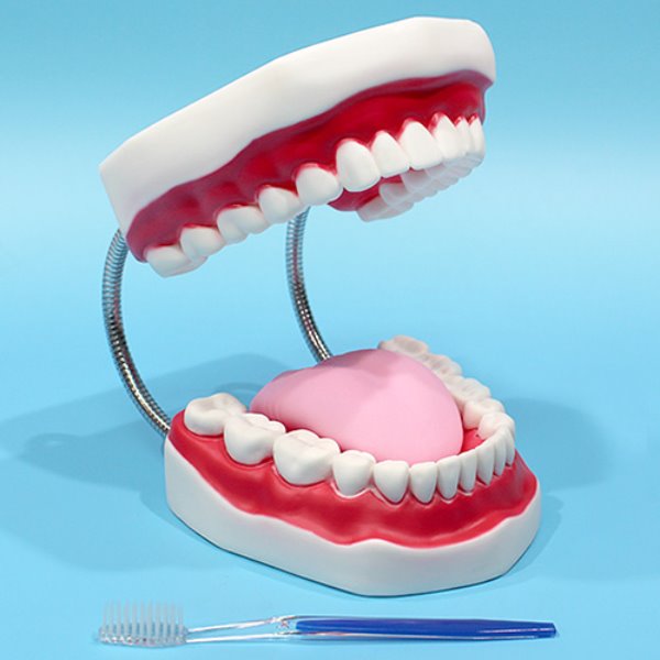 치아모형 (교육용-대)