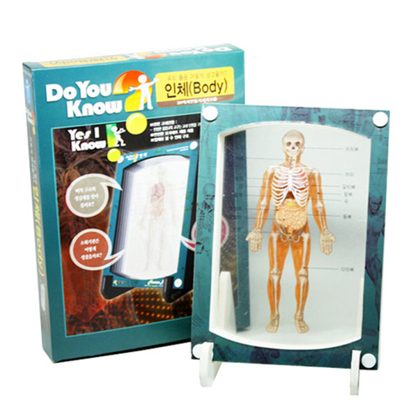 3D액자만들기-인체 (3인용) 소화기,근육,뼈