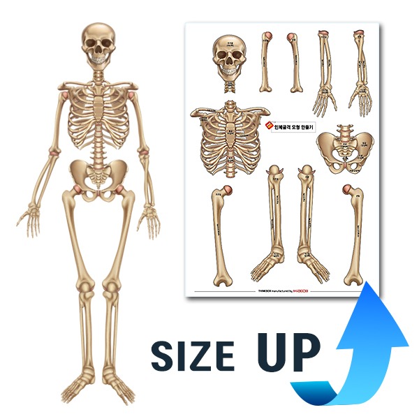 인체 골격 모형 만들기 뼈모형.인체구조(1인)