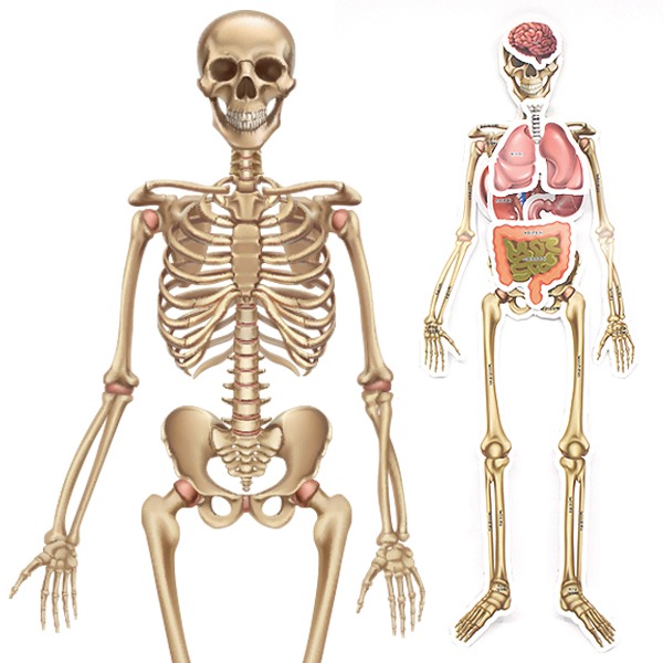인체골격 내부장기모형 인체장기 내장기관 (1세트)