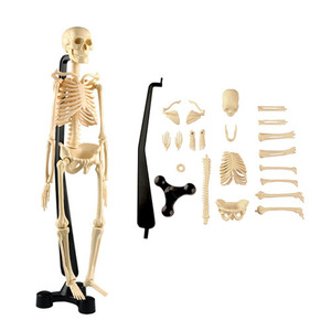 인체 골격 모형/전신 뼈대