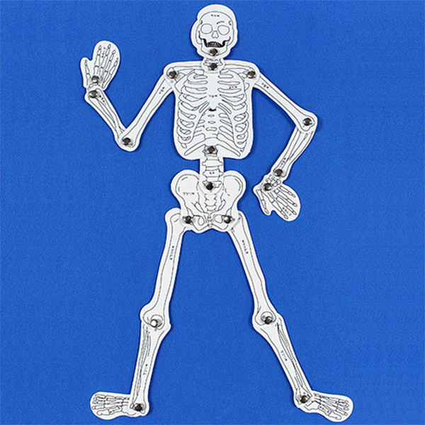인체골격 만들기 (20인용) 우리몸의 뼈구조