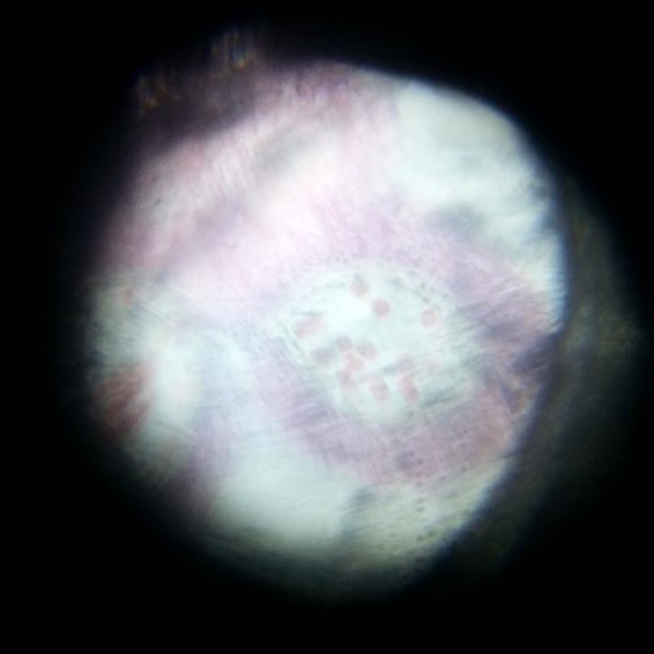 구슬 현미경 (20인용)
