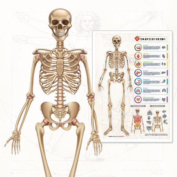 인체골격 포스터 인체장기 인체구조 (10매)